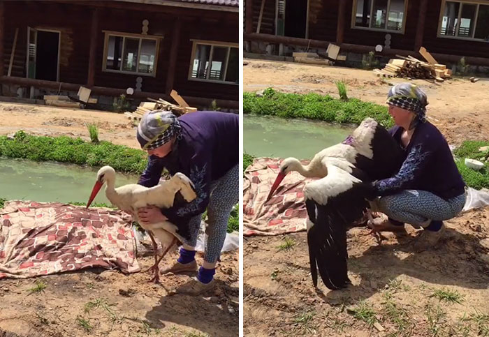 After Damaging His Wing, This Stork Will Never Fly Again, But He Enjoys A Wholesome Life With A Woman Who Rescued Him