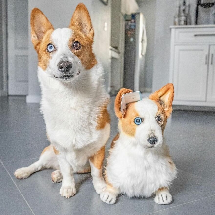 You Can Now Have A Plush Copy Of Your Pet