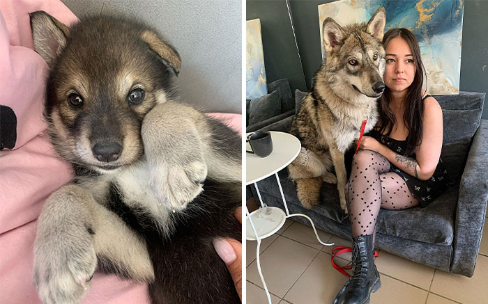 Woman Adopts A Wolf Cub From A Shelter Because It Wouldn’t Have Survived In The Wild