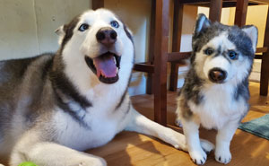 This Company Can Create A Backup Stuffed Copy Of Your Pet (80 Pics)