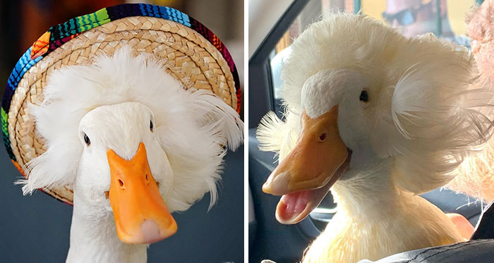 Here Are 30 Pics Of Gertrude, The Duck That Is Famous For Her “Hair”