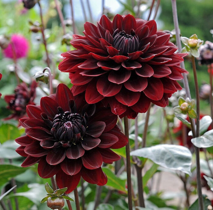Black Dahlias Cause I Love Criminology And Cause They Are Super Pretty In My Opinion.