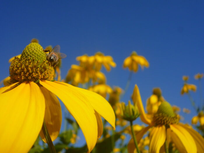 Bee On Flower At A Local Arboretum. Taken By Me A Few Years Ago.