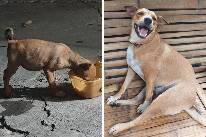 Brownie March 2020 vs. Brownie Today
