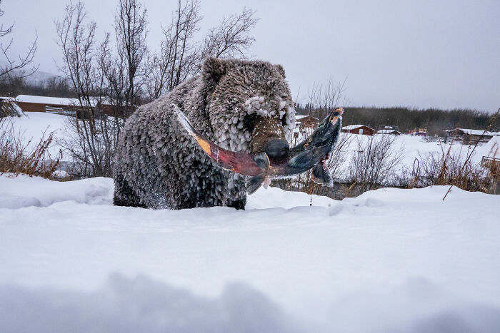 Photo Story: Out Of The Ordinary: 'Klukshu Ice Bears 4/6' By ‍peter Mather, Yukon Territory, Canada