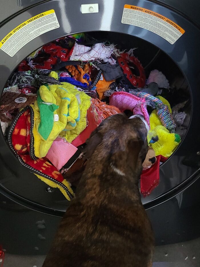 Errrrrey Toy Is Her Favorite. "Switch" Gets $50/Week For Toys. Here Is 1 Of 7 Dryer Load Full!