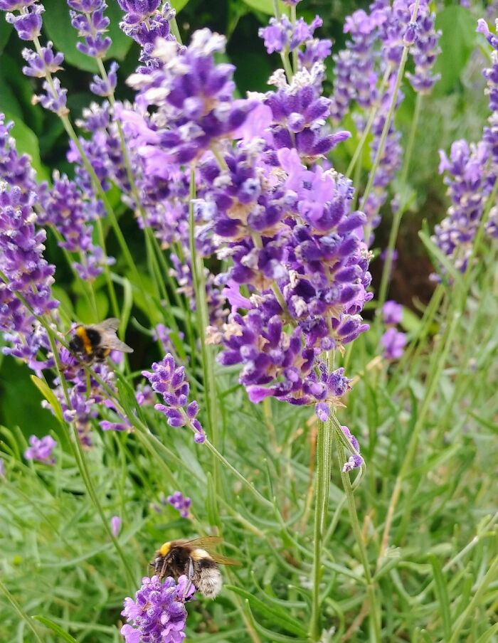 The Bees Love Lavendar Too