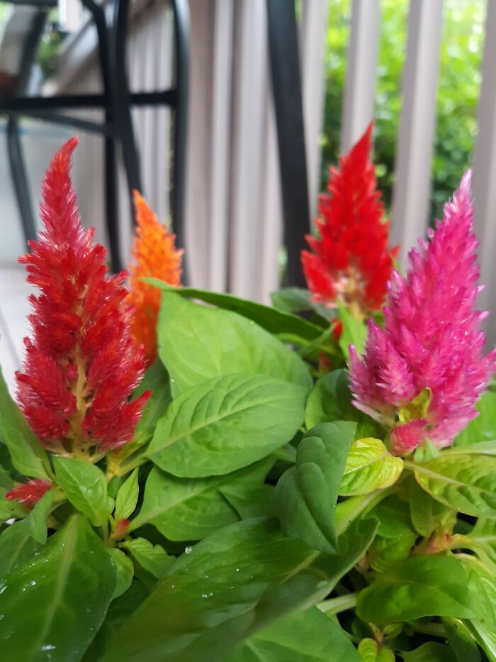Those Celosia For My Aunt's Birthday ! I Love How Vibrant The Colors Are.