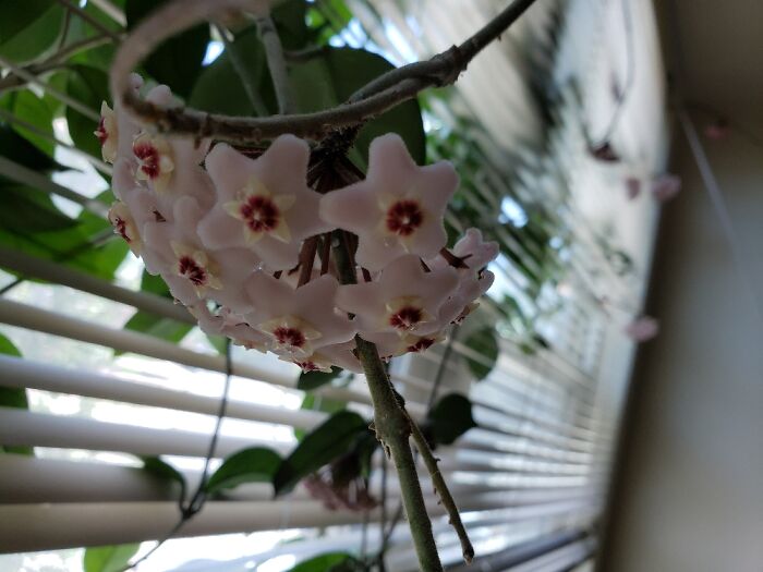 My Hoya Plant In Bloom. Vines Have Climbed In & Out Thru The Blinds. Flowers Smell So Sweet!