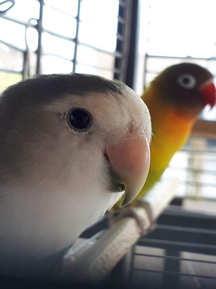 My Birds Hedwig (Left, Named After Harry Potter's Owl) And Rio (Named After The Rio-Carnival)