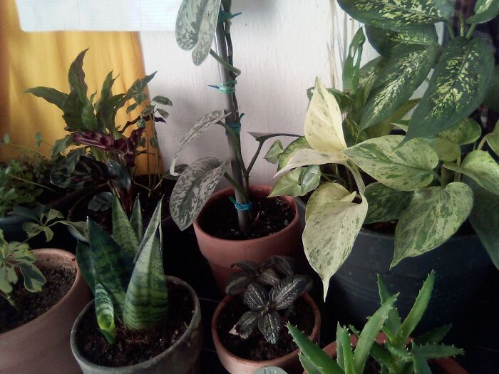 Plantas, tengo casi 40 de interior, muchas encontradas o rescatadas. Aquí hay unas pocas