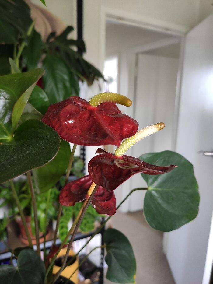 I'm Much More Of A Leaf Person Than A Flower Person, But I Adore Anthuriums