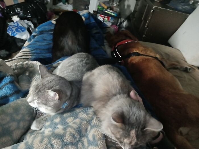 It's Rare I Have All Three Cats On Me At Once.