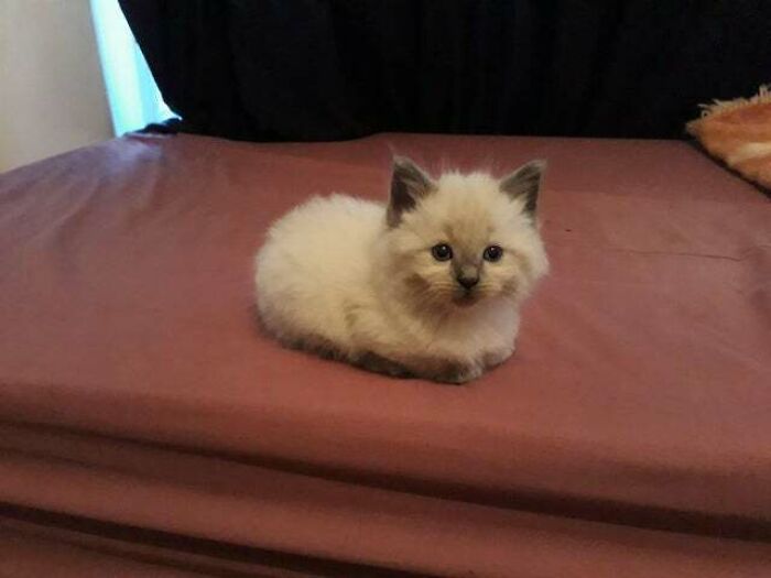 My Precious Mini Loaf