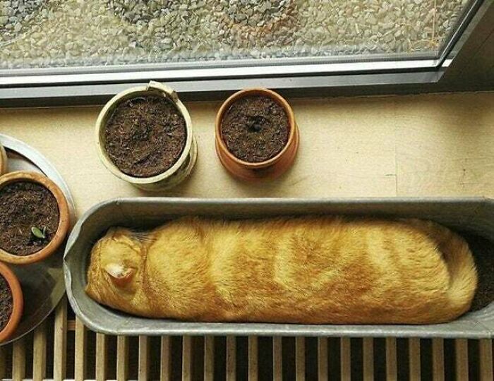 Cat Baguette