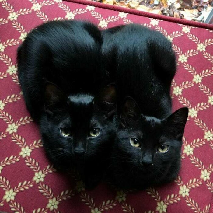 Please Enjoy This Double Catloaf, Otherwise Known As Shuri And Yoshi