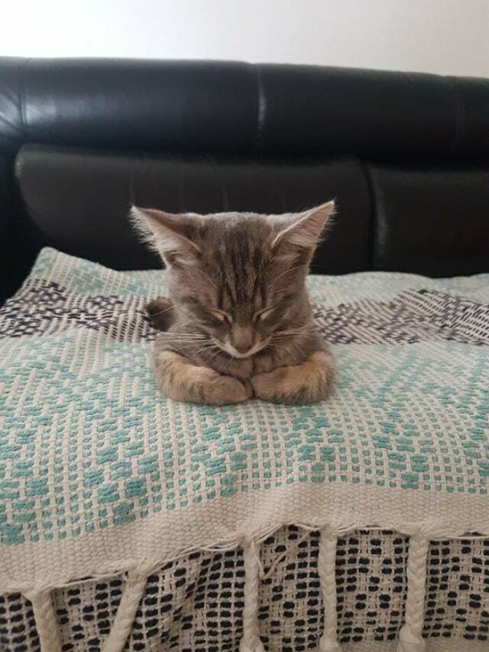 I Literally Screeched "Cat Loaf!" And Ran To Get My Phone To Capture Her First Little Loaf