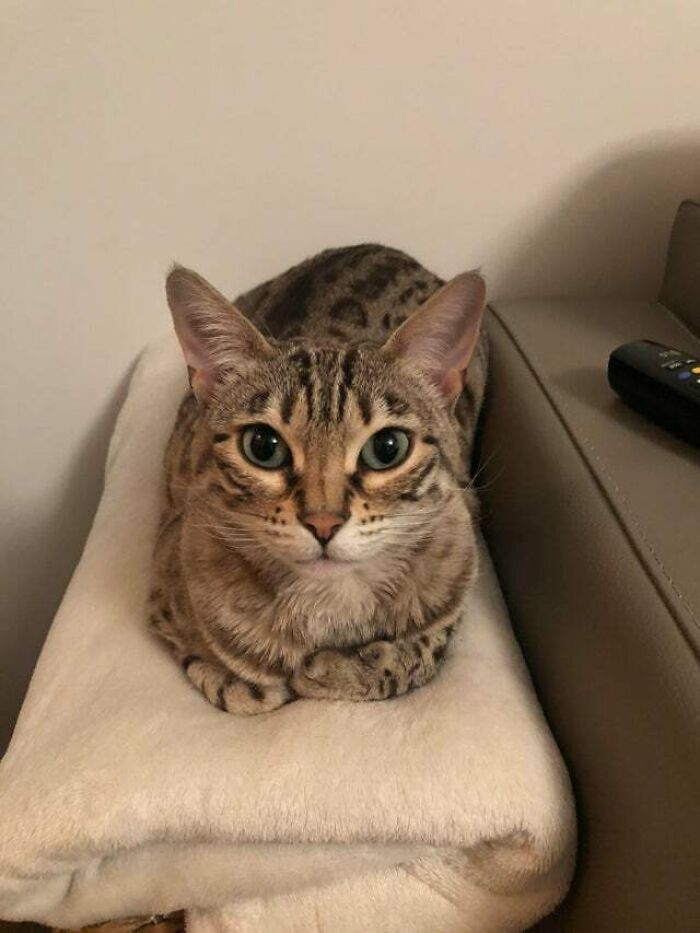 10,000 Hours Of Loafing Makes You An Expert They Say