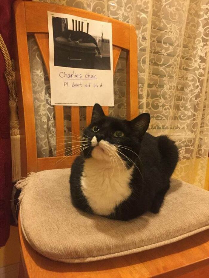 Loafing On His Designated Chair