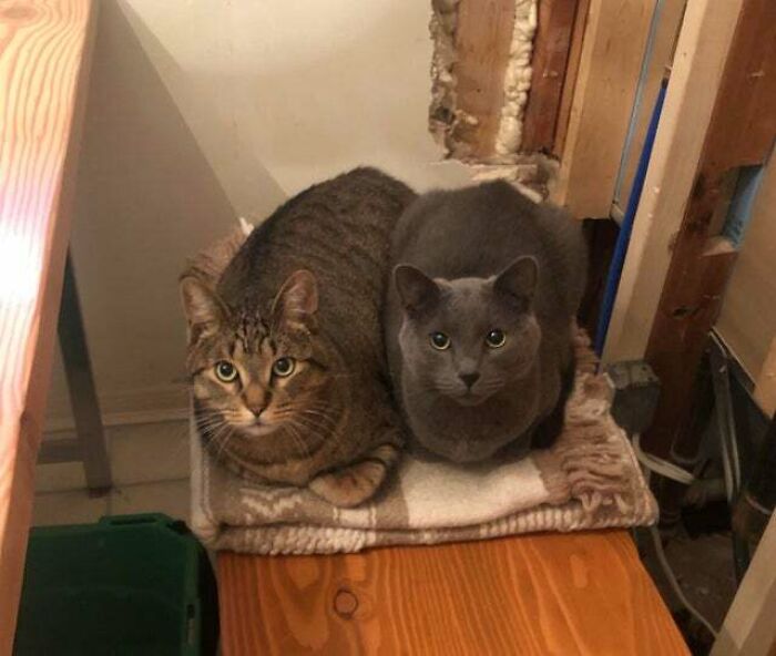 My Two Loaves Waiting For Me This Morning