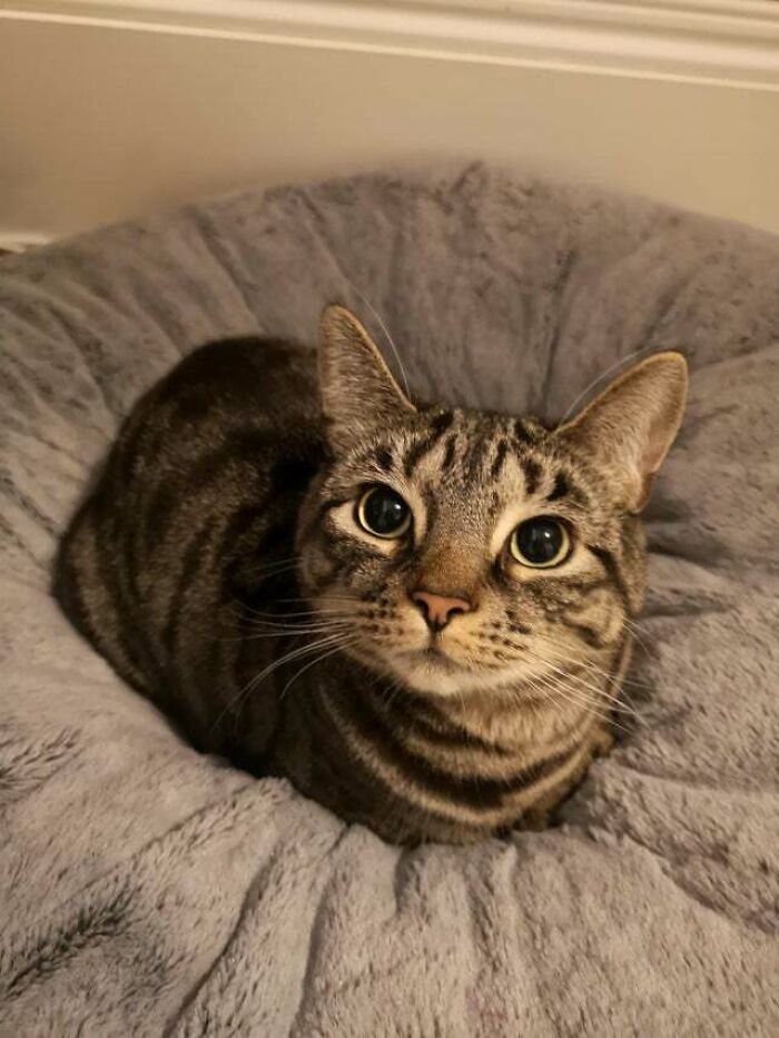 Moose Is An Experienced Loafer