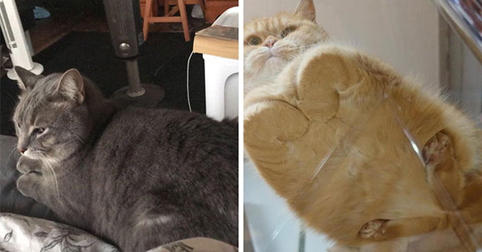 41 People Share Some Of The Cutest Pictures Of Cats Embracing Their Loaf Identity