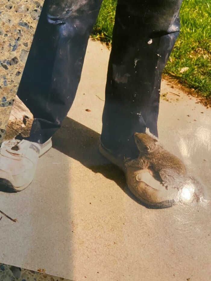 I Tell My Dad About All The Funny Things I See On Here. He Wanted To Get In On The Action. This Baby Squirrel Climbed Up His Leg When He Was Mowing The Lawn. So He Took A Pic With His Phone, Went To CVS And Printed It Out, Mailed It To Me And Told Me To Share
