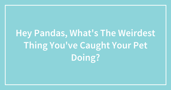 Hey Pandas, What’s The Weirdest Thing You’ve Caught Your Pet Doing? (Closed)