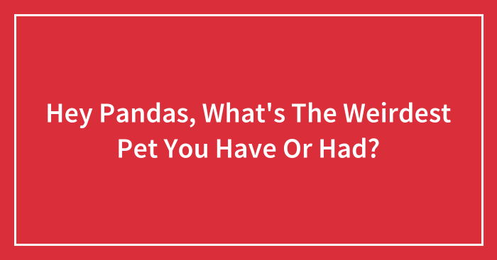 Hey Pandas, What’s The Weirdest Pet You Have Or Had? (Closed)