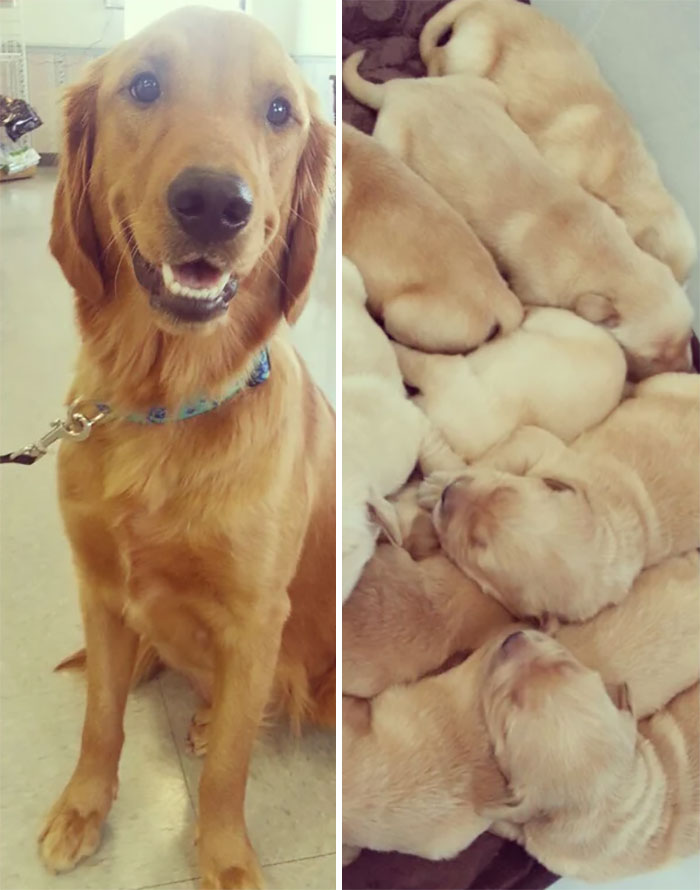 I Also Saw A Tub Of (Golden) Puppies Come Into The Vet. Although It Was Last Week. Bonus: Proud Mama