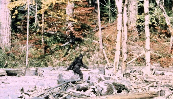 The Patterson-Gimlin Bigfoot Film