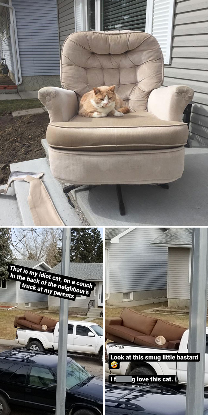 My Parents' Neighbor Fixes Up Old Furniture To Resell. Everytime He Has A Chair / Couch Outside My Cat Thinks It's For Him