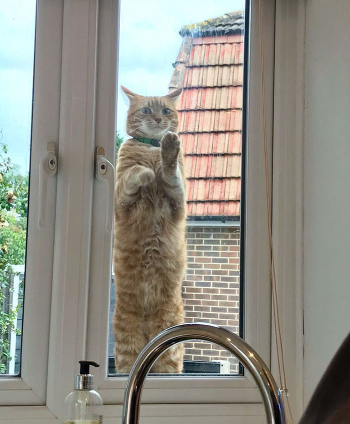 Our Cat Refuses To Use The Cat Flap So Instead, He Digs At The Window To Let Him In