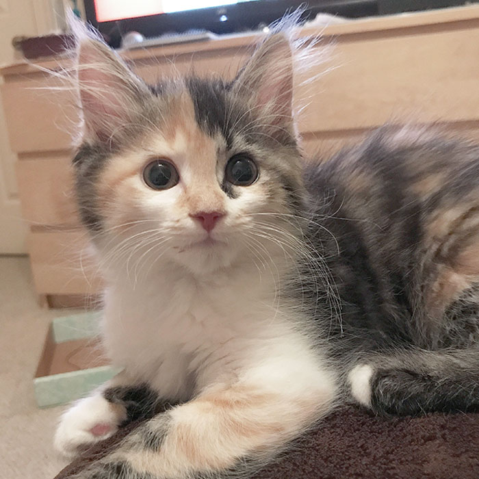 My Name Is Chloe. I Only Like To Sleep Beside Your Face, My Purr Will Keep You Up All Night, And My New Family Is Already Wrapped Around My Little Finger