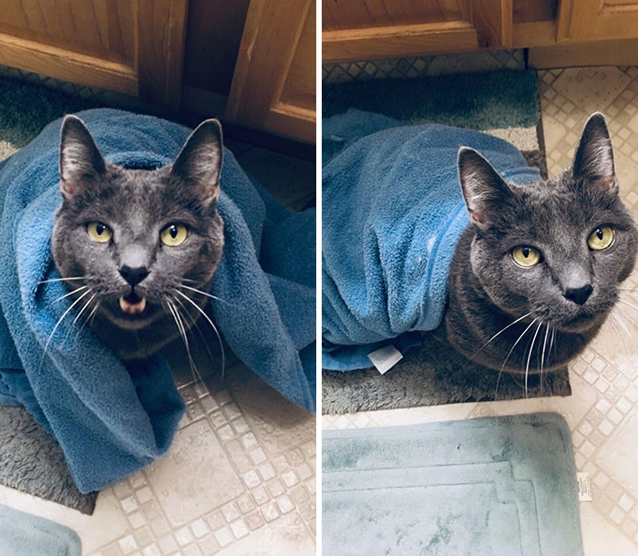 My Cat Demands A Towel For Himself When Anyone Takes A Shower. God Help You If You Don’t Give Him One