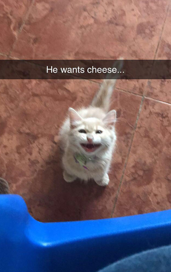 Here’s My Cat Screaming For Cheese