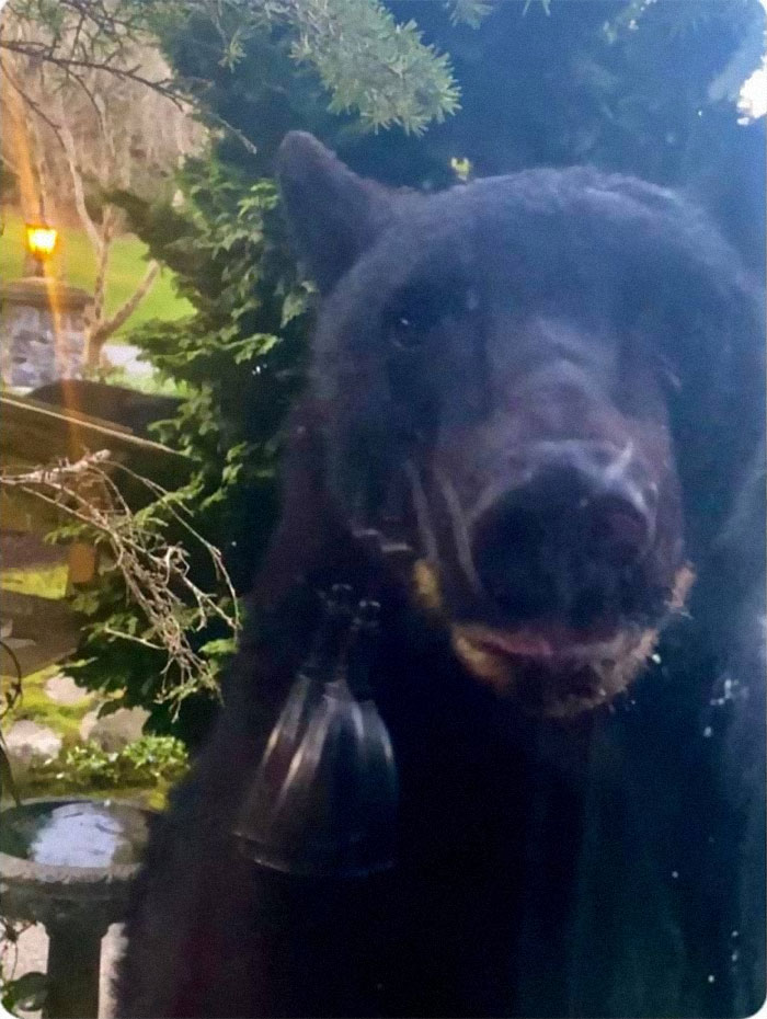 I Was Banging On My Window Trying To Get This Bear To Leave My Bird Feeder Alone, Whe He Turned To Look Right At Me As If To Say