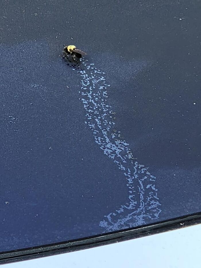 Si te preguntas cómo es el rastro de un abejorro en el capó de un coche que tiene rocío... Aquí lo tienes