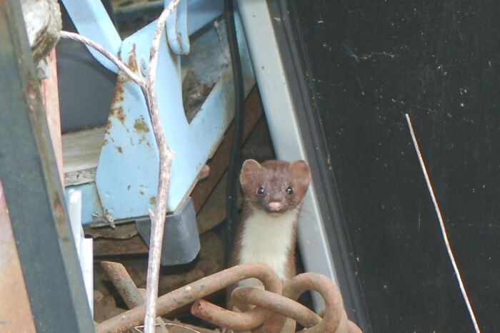 The Pic Isn't Really [Bad], But The Weasel Is In A Pile Of [Things] Bound For The Scrap Yard