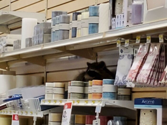Why Is Your Store Closed?.. Sorry Mam, We Have A Raccoon In Candles (He Was Safely Removed And Released Outside)