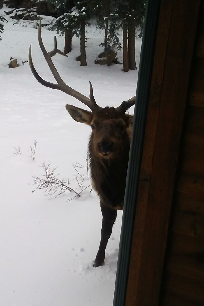 "Have You Seen A Squirrel Around Here?" Bullwinkle J Elk