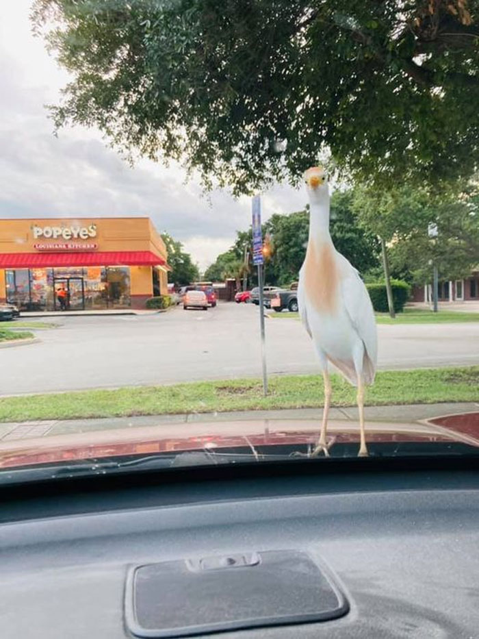 This Is Fred. When You Order Food From The Wendy’s, Fred Sits On Your Car And Stares At You, Hoping You’ll Toss Him A Fry (We Didn’t, So He Pooped On My Hood)