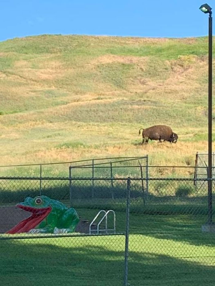 Bison. Frog For Scale