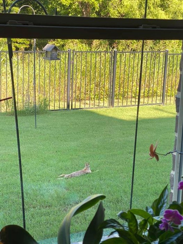 Anyone Else Have A Wild Animal Who Made You Their Pet? This Eastern Cottontail Rabbit Lounges In The Yard All The Time