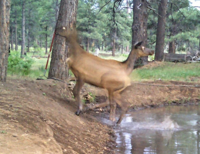 The Seldom Seen Twofer Elk. Friend’s Photo. I’m An Amateur Compared To Her!