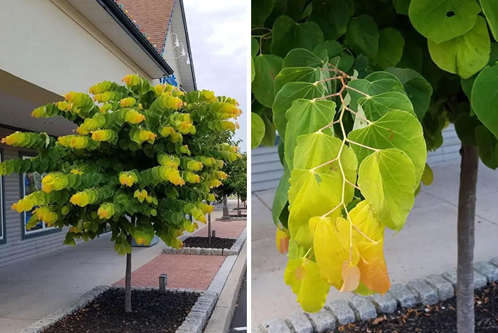 Las hojas de este árbol