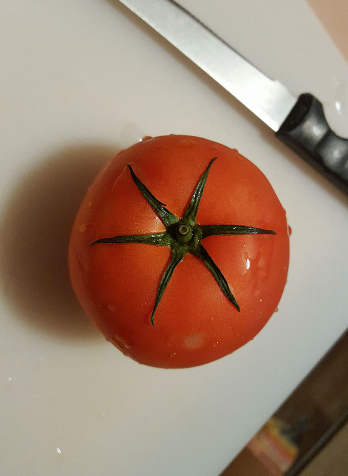 This Symmetrical Tomato Stem