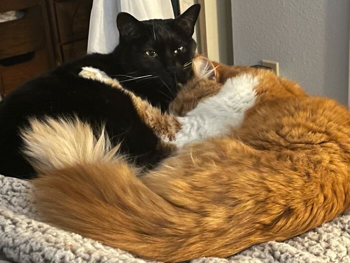 Teddy (Orange) And Alice Roosevelt. Named After Theodore Roosevelt And His First Daughter Alice