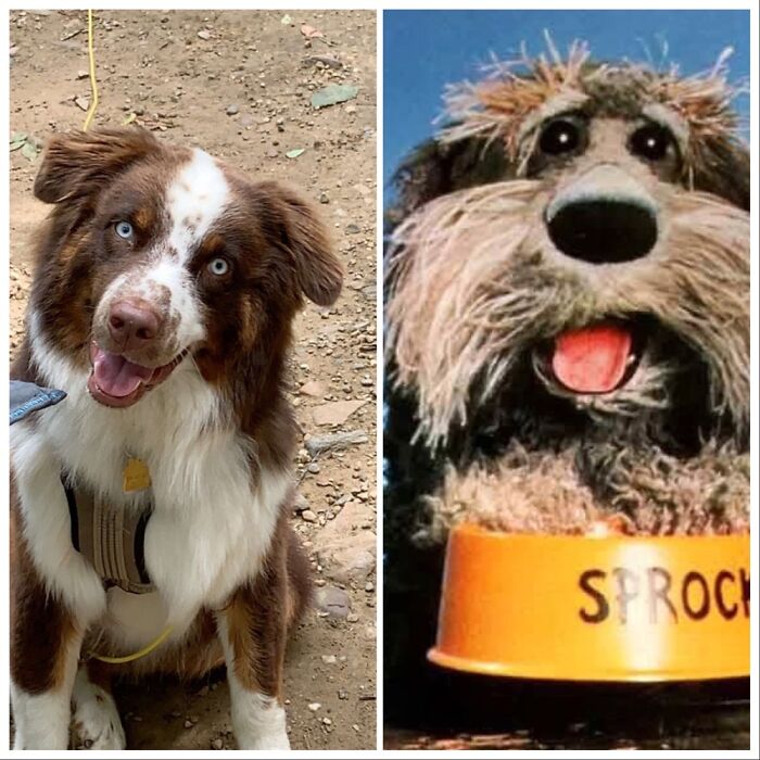 Sprocket Meets Muppet Sprocket. They Are Twinsies!