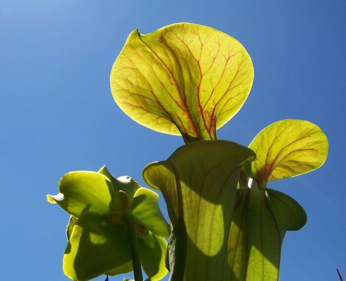One Of My Carnivorous Plants Against A Blue Sky.